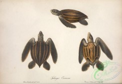 reptiles_and_amphibias-02497 - sphargis coriacea