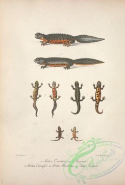 reptiles_and_amphibias-02500 - triton cristatus, triton carnifex, discoglossus punctatus, triton exiguus