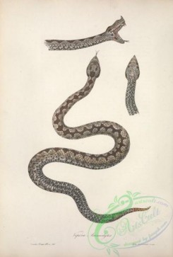 reptiles_and_amphibias-02502 - vipera ammodytes