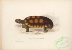 reptiles_and_amphibias-02796 - 004-testudo tabulata