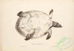 reptiles_and_amphibias-02810 - 018-trionyx labiatus