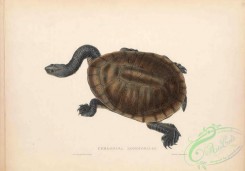 reptiles_and_amphibias-02831 - 039-chelodina longicollis