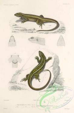 reptiles_and_amphibias-03016 - 001-proctotretus chilensis