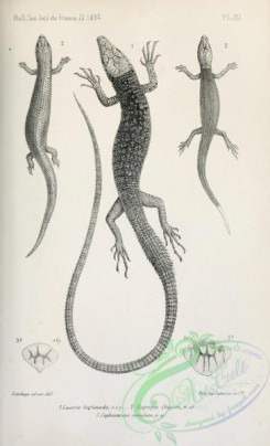 reptiles_and_amphibias_bw-00008 - 001-lacerta hirticauda, euprepes chaperi, cophoscincus simulans