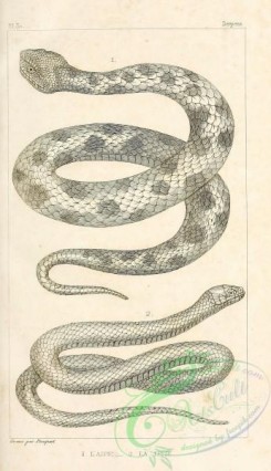 reptiles_and_amphibias_bw-00069 - 001-vipera maculata