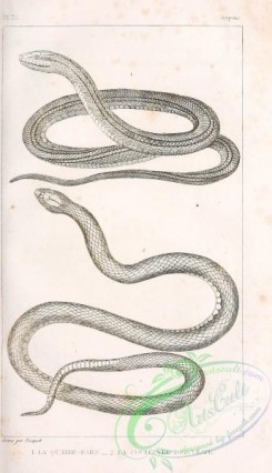 reptiles_and_amphibias_bw-00074 - 006-coluber elaphis, coluber aesculapii