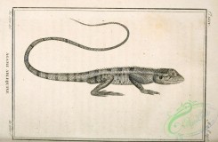 reptiles_and_amphibias_bw-00118 - 015-agama versicolor