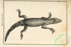 reptiles_and_amphibias_bw-00146 - 001-stellio azureus