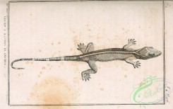 reptiles_and_amphibias_bw-00150 - 005-gecko vittatus