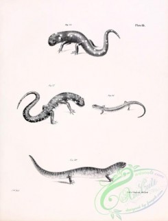 reptiles_and_amphibias_bw-00413 - 016-Violet-colored Salamander, salamandra subviolacea, Grey-spotted Triton, triton porphyriticus, Red-backed Salamander, salamandra erythronota, Salmon-colored Salamander, salamandra salamnea