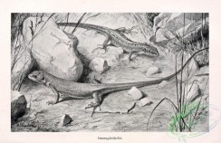 reptiles_and_amphibias_bw-00436 - 006-lacerta viridis