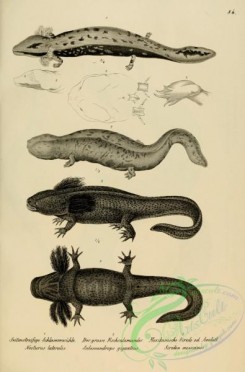 reptiles_and_amphibias_bw-00602 - 084-necturus lateralis, salamandrops giganteus, siredon mexicanus