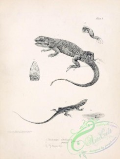reptiles_and_amphibias_bw-00775 - 001-proctotretus chilensis, proctotretus gracilis