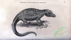 reptiles_and_amphibias_bw-00883 - 058-Ceylon Crocodile