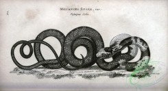 reptiles_and_amphibias_bw-00932 - 021-Mourning Snake