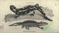 reptiles_and_amphibias_bw-00973 - 005-Salamander, Great Water-Newt