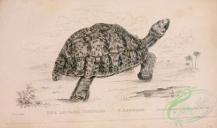 reptiles_and_amphibias_bw-01109 - 002-Leopard Tortoise, testudo pardalis
