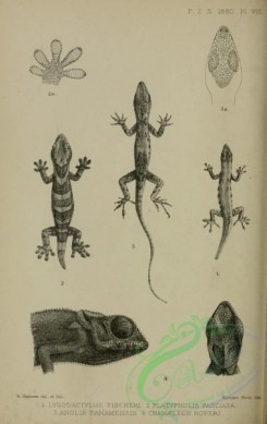 reptiles_and_amphibias_bw-01260 - black-and-white 051-lygodactylus fischeri, platypholis fasciata, anolis panamensis, chamaeleon roperi