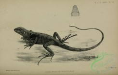 reptiles_and_amphibias_bw-01261 - black-and-white 052-liocephalus bolivianus