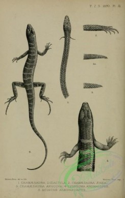 reptiles_and_amphibias_bw-01263 - black-and-white 054-chamaesaura didactyla, chamaesaura aenea, chamaesaura anguina, lygosoma anomalopus, scincus albifasciatus
