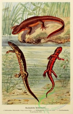 reptiles_and_amphibias_full_color-00007 - molge torosa, molge rusconii, molge pyrrhogastra