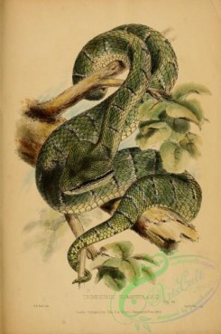 reptiles_and_amphibias_full_color-00019 - trimesurus subannulatus