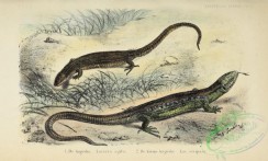 reptiles_and_amphibias_full_color-00026 - 001-lacerta agilis, lacerta vivipara