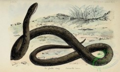 reptiles_and_amphibias_full_color-00028 - 003-coronella laevis