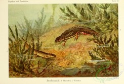 reptiles_and_amphibias_full_color-00053 - molge vulgaris