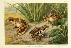 reptiles_and_amphibias_full_color-00056 - rana arvalis, rana agilis
