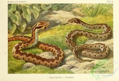 reptiles_and_amphibias_full_color-00065 - vipera ursinii, vipera ammodytes