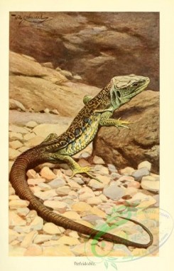 reptiles_and_amphibias_full_color-00075 - lacerta ocellata
