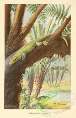 reptiles_and_amphibias_full_color-00078 - phelsuma madagascariense