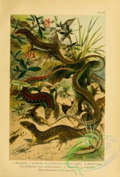 reptiles_and_amphibias_full_color-00088 - lacerta agilis, lacerta agilis erythromotus, lacerta muralis