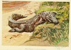 reptiles_and_amphibias_full_color-00100 - Crocodile