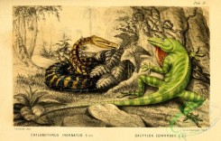 reptiles_and_amphibias_full_color-00110 - chilabothrus inornatus, dactyloa edwardsii