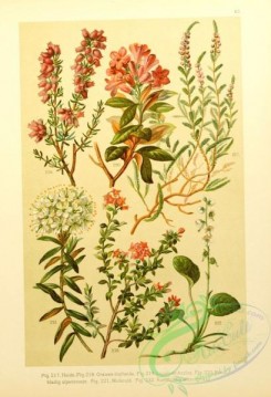 rhododendrons-00459 - pirola rotundifolia, ledum palustre, calluna vulgaris, erica tetralix, rhododendron ferrugineum, azalea procumbens