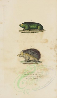 rodents-00242 - Cape golden mole, European hedgehog [2857x4865]
