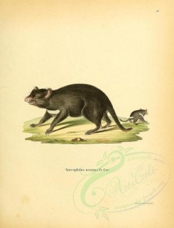 rodents-00352 - Tasmanian Devil [2336x3053]