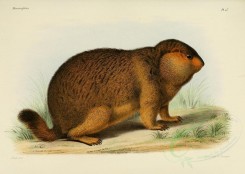 rodents-00367 - Himalayan Marmot [3486x2479]