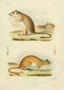 rodents-00368 - Lesser gerbil [2479x3486]