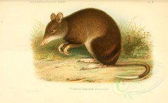 rodents-00508 - Striped bandicoot [3598x2220]