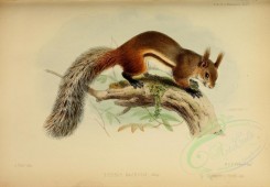 rodents_best-00036 - Tufted ground squirrel [3406x2366]
