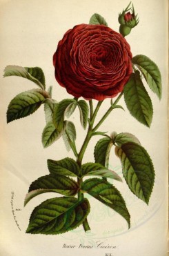 roses_flowers-00141 - Rose Ciceron [2373x3590]
