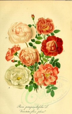 roses_flowers-00254 - rosa pimpinellifolia [2262x3587]