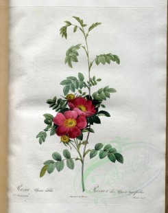 roses_flowers-00374 - rosa alpina debilis [3400x4300]