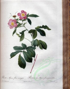 roses_flowers-00375 - rosa alpina flore variegato [3400x4300]