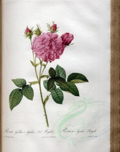 roses_flowers-00431 - rosa gallica-agatha regalis [3400x4300]