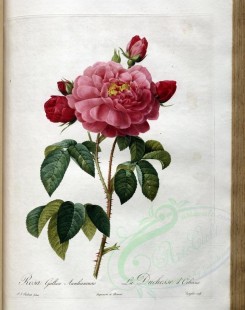 roses_flowers-00436 - rosa gallica aurelianensis [3400x4300]