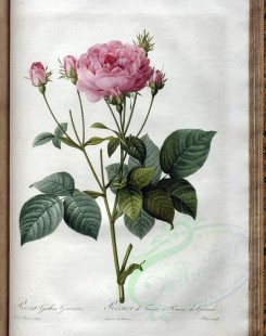 roses_flowers-00440 - rosa gallica granatus [3400x4300]